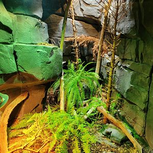 Northern viper exhibit -Parc Zoologique de Paris (2022)