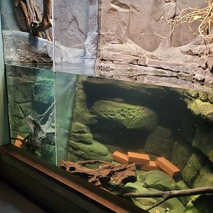 Noble crayfish exhibit -Parc Zoologique de Paris (2022)