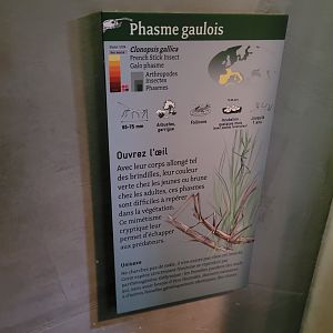 French stick insect sign -Parc Zoologique de Paris (2022)