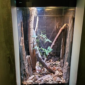 Violet rose chafer and French stick insect exhibit -Parc Zoologique de Paris (2022)