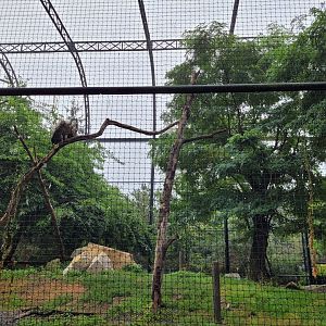 Western Eurasian griffon vulture and Egyptian vulture exhibit -Parc Zoologique de Paris (2022)