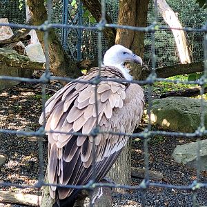 Western Eurasian griffon vulture -Parc Zoologique de Paris (2022)