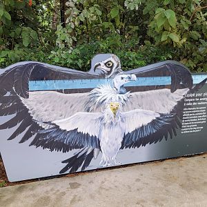 European vulture measurment sign -Parc Zoologique de Paris (2022)