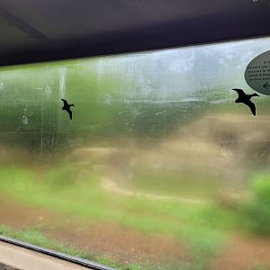 Foggy Iberian wolf viewing -Parc Zoologique de Paris (2022)