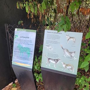 Iberian wolf signs -Parc Zoologique de Paris (2022)