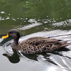 Yellow-billed duck -Parc Zoologique de Paris (2022)