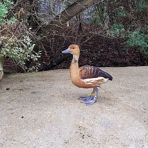Fulvous whistling-duck -Parc Zoologique de Paris (2022)