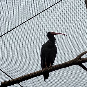 Waldrapp -Parc Zoologique de Paris (2022)