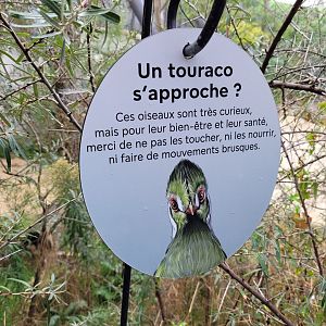 White-cheeked turaco sign -Parc Zoologique de Paris (2022)