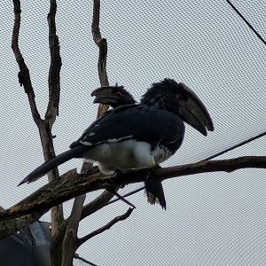 Trumpeter hornbills -Parc Zoologique de Paris (2022)