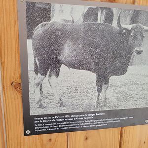 The closest I'll ever be of seeing a Kouprey -Parc Zoologique de Paris (2022)