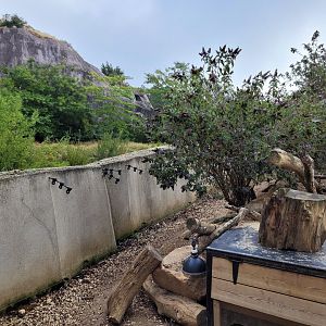 South African bat-eared fox and Meerkat exhibit -Parc Zoologique de Paris (2022)