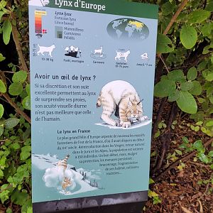 Northern lynx sign -Parc Zoologique de Paris (2022)