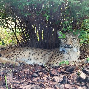 Northern lynx -Parc Zoologique de Paris (2022)