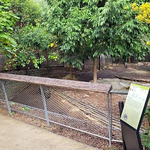 Chacoan peccary exhibit -Parc Zoologique de Paris (2022)