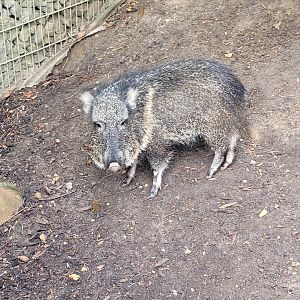 Chacoan peccary -Parc Zoologique de Paris (2022)