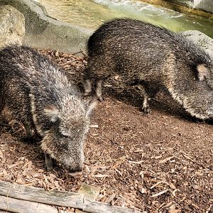 Chacoan peccaries -Parc Zoologique de Paris (2022)
