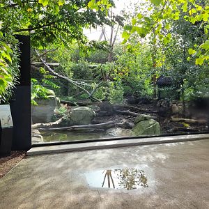 Bush dog exhibit -Parc Zoologique de Paris (2022)