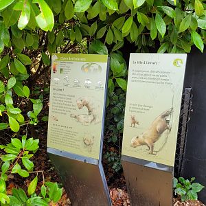 Bush dog signs -Parc Zoologique de Paris (2022)