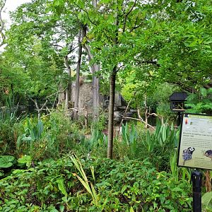 Geoffroy's tuft-eared marmoset exhibit -Parc Zoologique de Paris (2022)