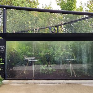 Hyacinth macaw and Yellow-knobbed curassow exhibit -Parc Zoologique de Paris (2022)