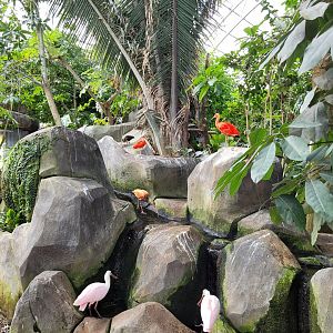 Tropical Greenhouse view -Parc Zoologique de Paris (2022)