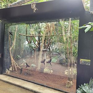Hyacinth macaw and Yellow-knobbed curassow exhibit -Parc Zoologique de Paris (2022)