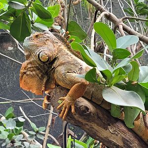 Common green iguana -Parc Zoologique de Paris (2022)