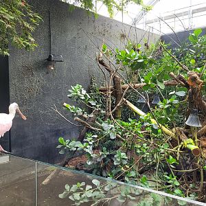 Common green iguana exhibit -Parc Zoologique de Paris (2022)