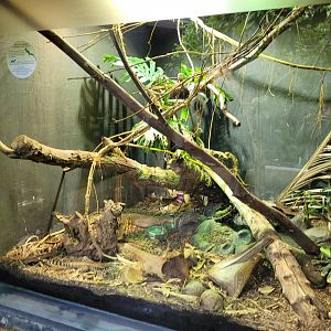 Golden tegu and Green basilisk exhibit -Parc Zoologique de Paris (2022)