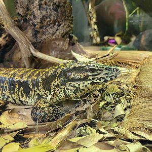 Golden tegu -Parc Zoologique de Paris (2022)