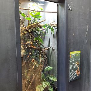 Amazon tree boa and Kokoe poison dart frog -Parc Zoologique de Paris (2022)