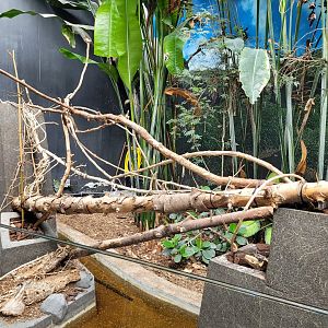 Leafcutter ant exhibit -Parc Zoologique de Paris (2022)