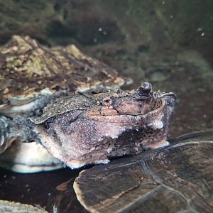 Mata mata -Parc Zoologique de Paris (2022)