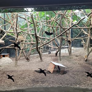 Guiana bearded saki and Six-banded armadillo exhibit -Parc Zoologique de Paris (2022)