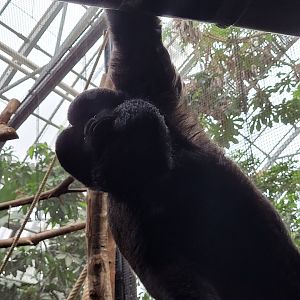 Guiana bearded saki -Parc Zoologique de Paris (2022)