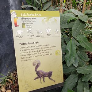 Guiana bearded saki sign -Parc Zoologique de Paris (2022)