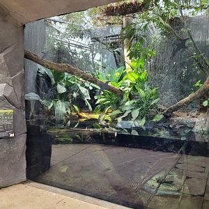 Cuvier's dwarf caiman and Banded leoprinus exhibit -Parc Zoologique de Paris (2022)