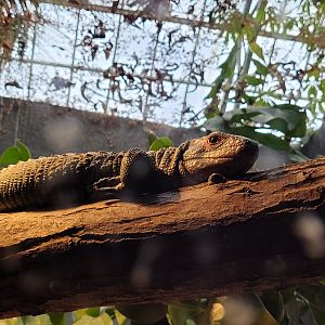 Caiman lizard -Parc Zoologique de Paris (2022)