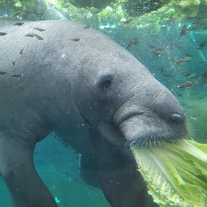 Antillean manatee -Parc Zoologique de Paris (2022)