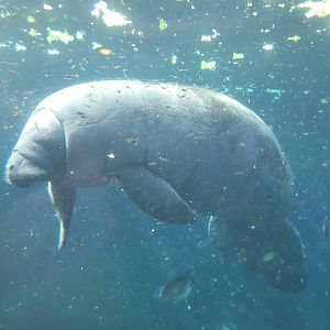 Antillean manatee -Parc Zoologique de Paris (2022)