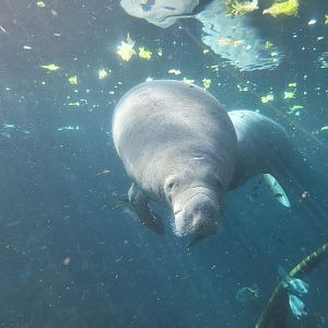 Antillean manatee -Parc Zoologique de Paris (2022)