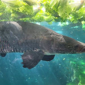 Arapaima -Parc Zoologique de Paris (2022)
