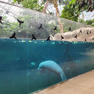 Antillean manatee and fish exhibit -Parc Zoologique de Paris (2022)