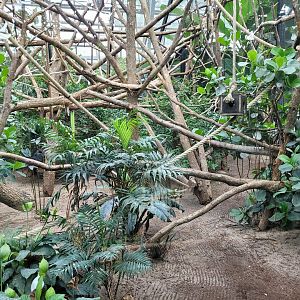 White-faced saki, Red titi, Pied tamarin and Linnaeus two-toed sloth exhibit -Parc Zoologique de Paris (2022)