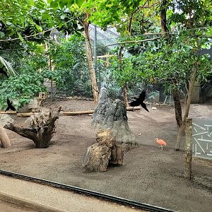 Giant anteater exhibit -Parc Zoologique de Paris (2022)