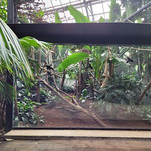 Toco toucan exhibit -Parc Zoologique de Paris (2022)