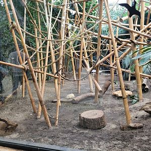Black lemur and Straw-colored fruit bat exhibit -Parc Zoologique de Paris (2022)