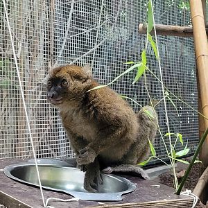 Greater bamboo lemur -Parc Zoologique de Paris (2022)