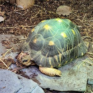 Radiated tortoise -Parc Zoologique de Paris (2022)